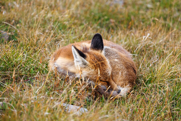 sleeping redfox in alpine meadow in valais