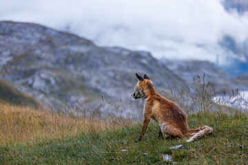 red fox overlooking his territory on Gemmi Pass in Valais