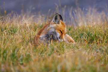 Naklejka na ściany i meble beautiful red fox (vulpes vulpes) sleeping in high alpine grass in Valais