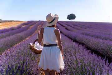 A woman in a white dress in a summer lavender field, Brihuega. Guadalajara