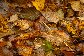 fallen autumn leaves on the ground