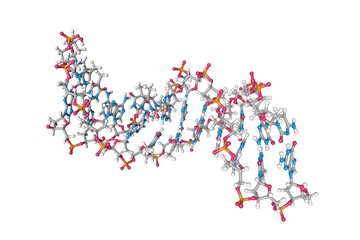 Solution-state structure of dna dodecamer duplex containing a cis-syn thymine cyclobutane dimer. Molecular model. Rendering based on protein data bank entry 1ttd. 3d illustration