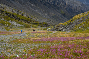 hikers and wildflowers in Lämmerenboden in Valais