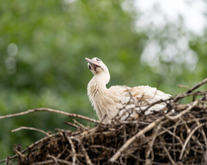 white stork in the nest