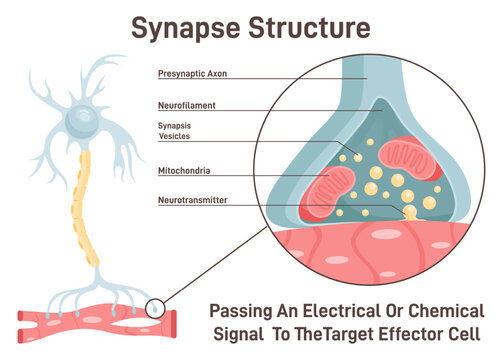 Synapse structure. Neurotransmitter release mechanism. Synaptic vesicles