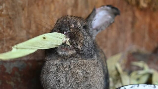 Sick rabbit with long teeth eats grass. Rabbit have long dental health problems.