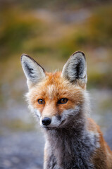 Obraz premium portrait of a red fox near an alpine hut
