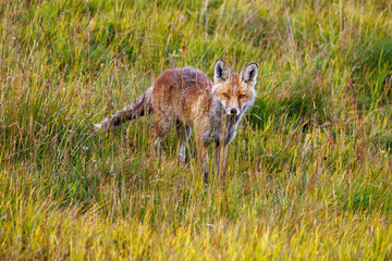 Naklejka na ściany i meble beautiful red fox (vulpes vulpes) in high alpine grass in Valais
