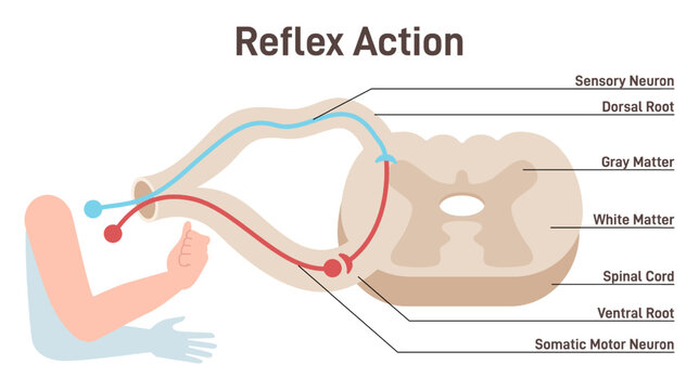 Reflex Arc anatomical scheme. Stimulus pathway in the spinal cord