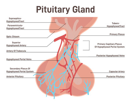 Pituitary gland anatomy. Human endocrine system, brain and hypothalamus