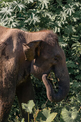 Naklejka premium Elephants in the jungle. National Park where these mammals are found.