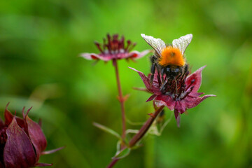 Bee on a flower of purple marshlocks (Potentilla palustris), Northern Norway