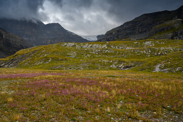 Lämmerenboden with wildflowers and wildstrubel glacier in the distance in valais