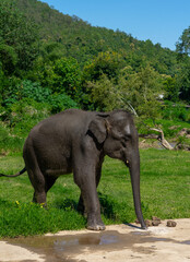 Obraz premium Elephants in the jungle. National Park where these mammals are found.