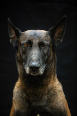 belgian shepherd malinois portrait on black background