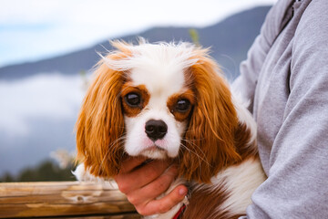cavalier king charles spaniel