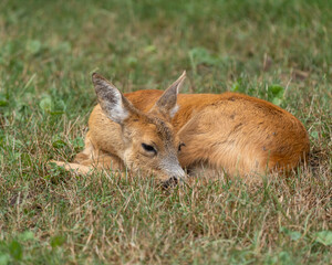 roe deer in the grass