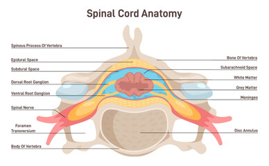 Spinal cord anatomy. Vertebra cross section anatomical structure.