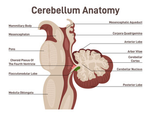Cerebellum anatomy. Labeled diagram of cerebellum cross section.