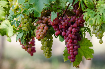 bunch of red  and green grapes.