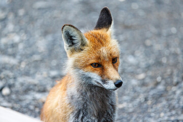 portrait of a red fox near an alpine hut
