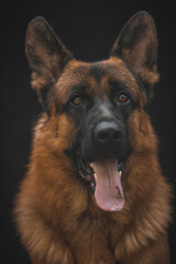 german shepherd portrait on black background