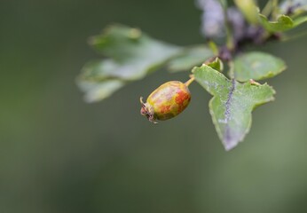 close up of a bud of a poppy