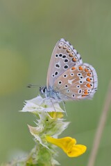 Fototapeta na wymiar Meadow blue butterfly sitting on a flower