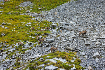 ibex herd in the swiss alps
