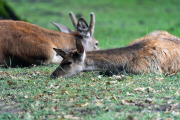 deer in the woods