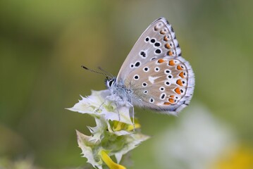 Obraz na płótnie Canvas Meadow blue butterfly sitting on a flower