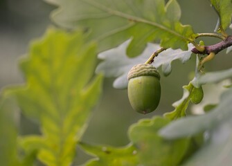 Acorn (technically glans) is a non-popping dry fruit, characteristic of oak and lithocarpus from...