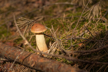 Fototapeta premium Aureoboletus projectellus mushroom grows in a coniferous forest. Small depth of field