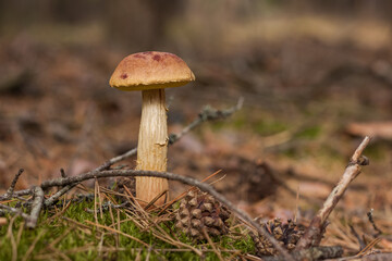 Aureoboletus projectellus mushroom grows in a coniferous forest. Small depth of field