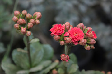Red Kalanchoe flowers