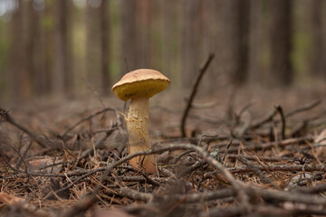 Aureoboletus projectellus mushroom grows in a coniferous forest. Small depth of field