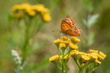 The scarce copper, an orange and brown female butterfly, sitting on a wild yellow tansy flower growing in a forest. Blurry green background.