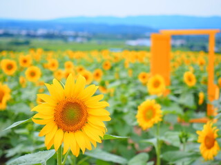 北海道の絶景 名寄サンピラーパークのひまわり畑