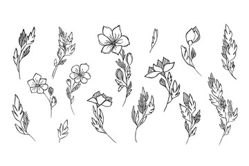 Set of delicate sketch of spring flower. Vector illustration in hand drawn style