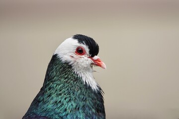 The most commonly bred breed of domestic pigeon in the Czech Republic - Bohemian Steller Cropper. Beautiful closeup photo suitable as a background or for a postcard. High quality photo