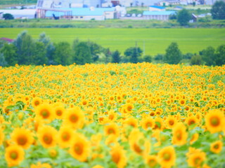 北海道の絶景 名寄サンピラーパークのひまわり畑