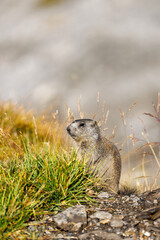 a young marmot in morning light at Gemmi Pass in Valais