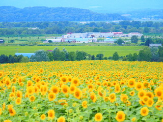 北海道の絶景 名寄サンピラーパークのひまわり畑