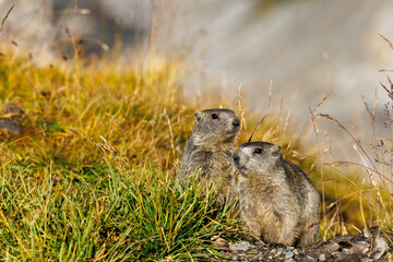 Naklejka na ściany i meble two young marmots in morning light at Gemmi Pass in Valais