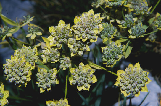 Bupleurum petraeum ( flower of the Alps ) 