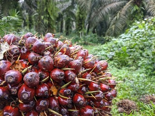 company-owned oil palm fruit after harvest