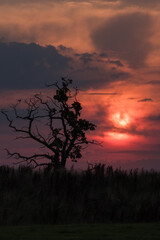 Summer sunset sky with tree silhouette
