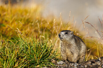 Naklejka na ściany i meble a young marmot in morning light at Gemmi Pass in Valais