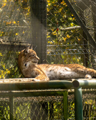 sleeping cat in the garden