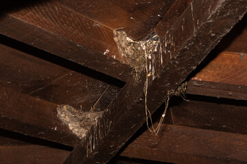 Hirundo rustica - Barn swallow - Hirondelle de cheminée - Hirondelle rustique © Thomas